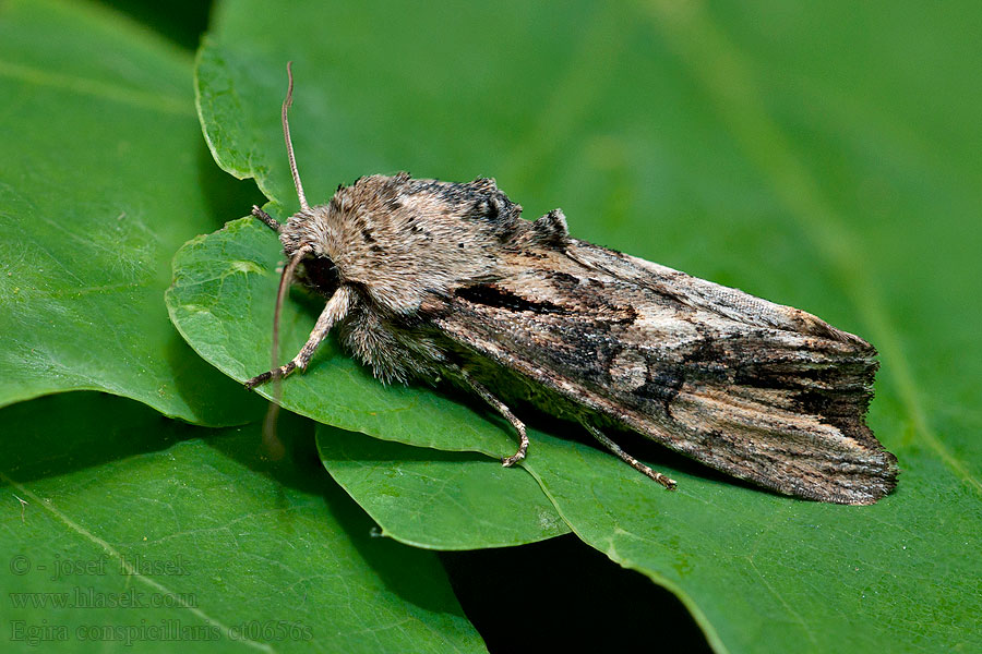 Brildrager Tamsioji egira Совка широкоплечая Egira conspicillaris