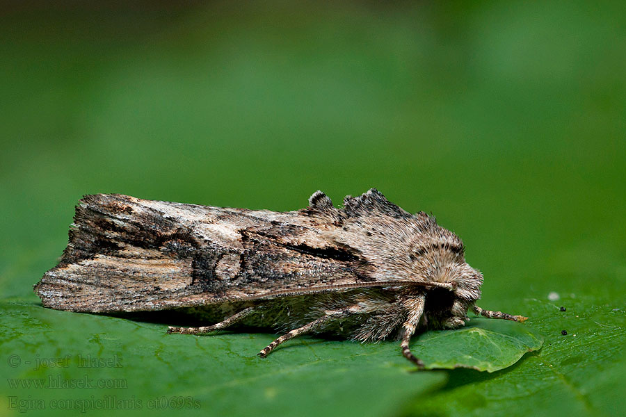 Můra trávová Conspicillaire Változékony Szürkebagoly Egira conspicillaris