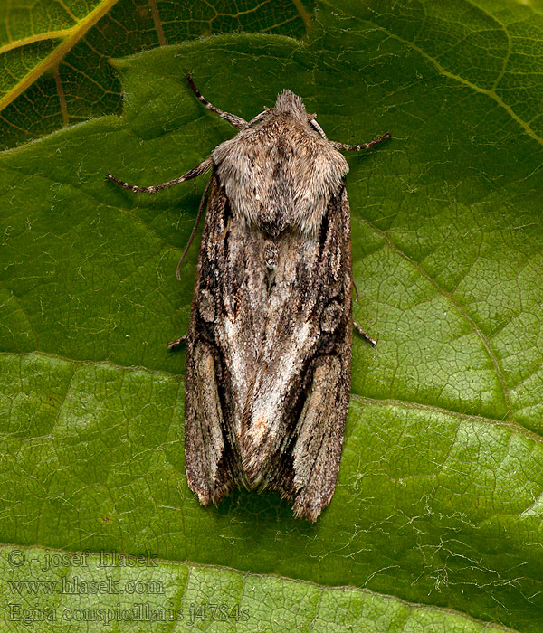 Silver Cloud Ginster-Holzrindeneule Egira conspicillaris