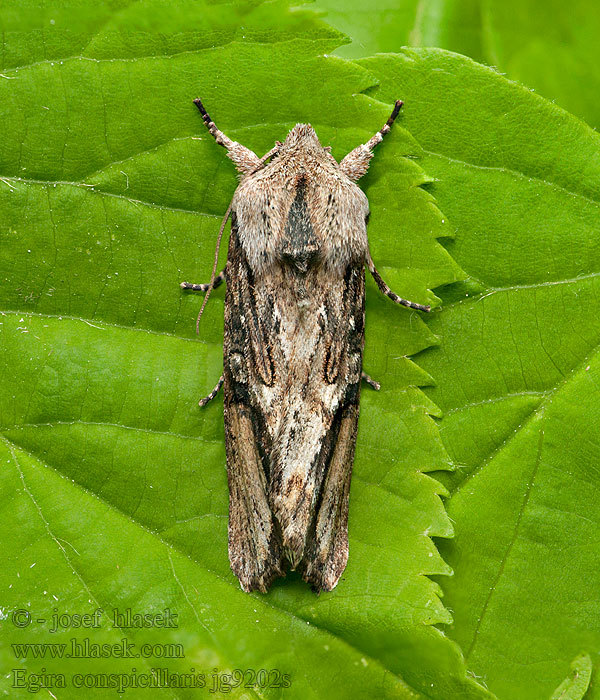 Conspicillaire Változékony Szürkebagoly Egira conspicillaris