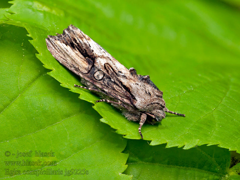 Můra trávová Egira conspicillaris