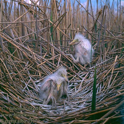 Egretta alba 2317