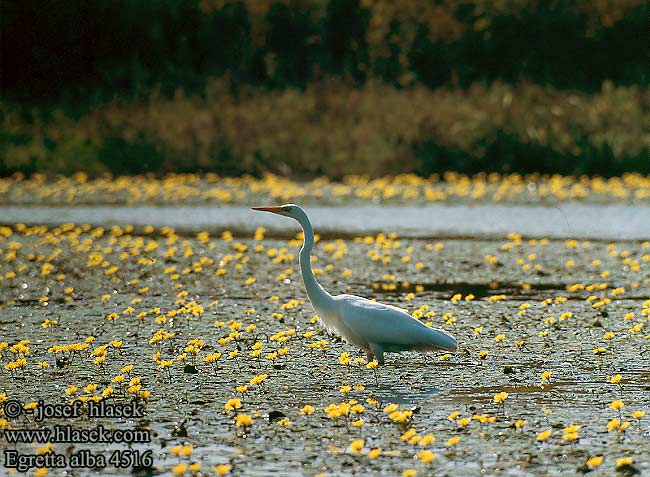 Egretta alba 4516