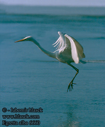 Egretta alba 6660