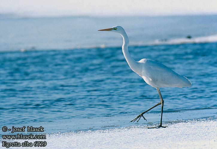 Egretta alba 6739