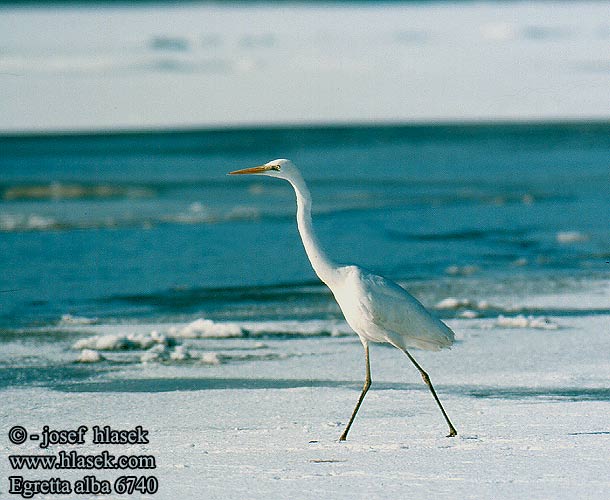 Egretta alba 6740