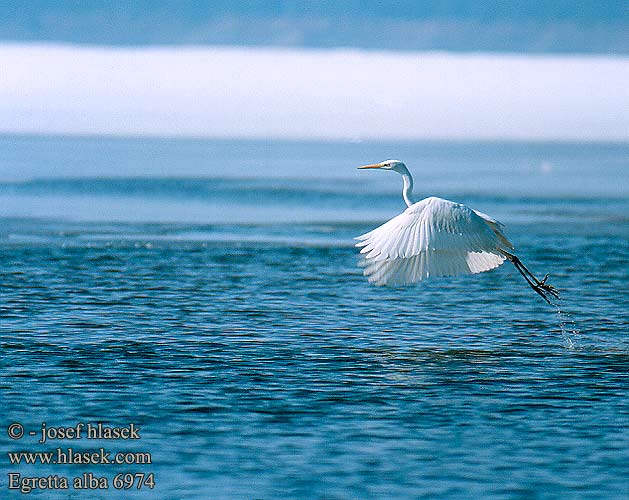 Egretta alba 6974