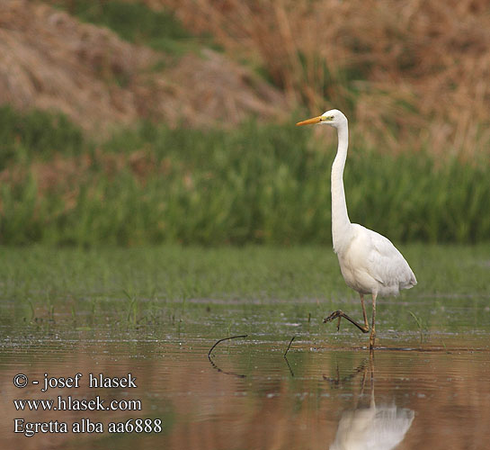 Egretta alba aa6888