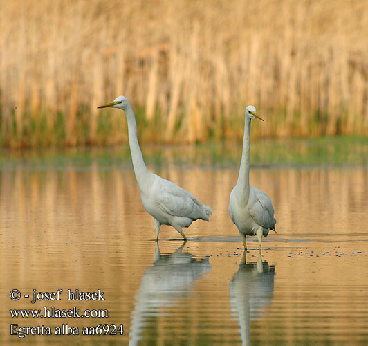 Egretta alba aa6924