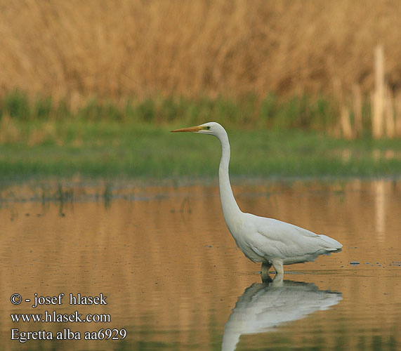 Egretta alba aa6929