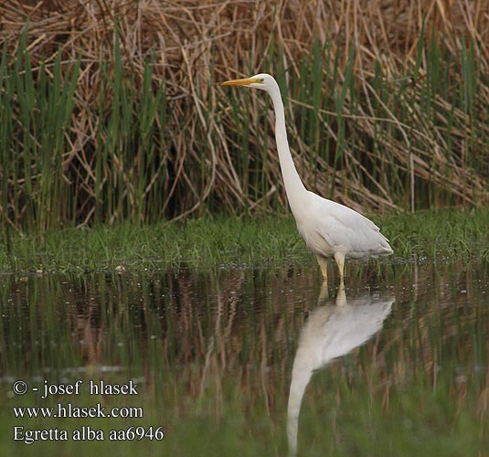 Egretta alba aa6946