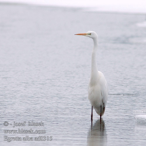 Egretta alba ad8315