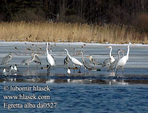 Egretta alba da0527