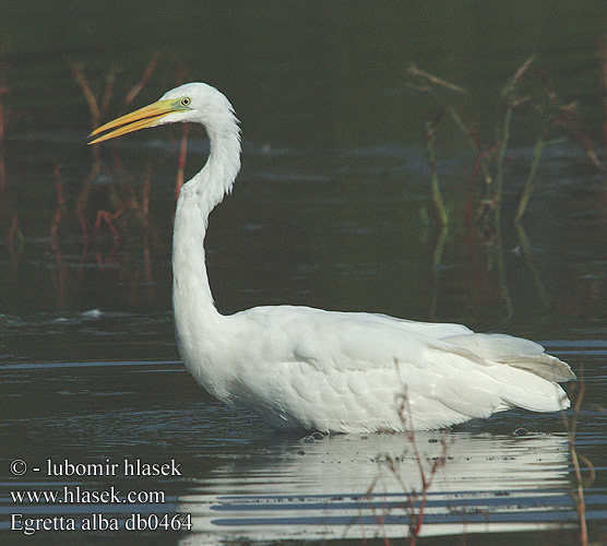 Egretta alba db0464