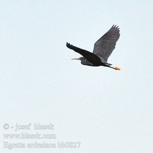 Egretta ardesiaca bb0827