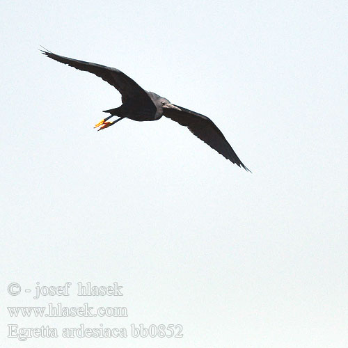 Volavka černá Glockenreiher Skyggehejre Garceta Azabache Varjostajahaikara Aigrette ardoisée Airone nero クロコサギ Zwarte Reiger Czapla czarna Garça-preta Зонтичная цапля Svarthäger Volavka čierna Skyggehegre Kara Balıkçıl Swartreier iKuwela Kulasitara Črna čaplja שחורה כליל Egretta ardesiaca Hydranassa Melanophoyx Black Heron