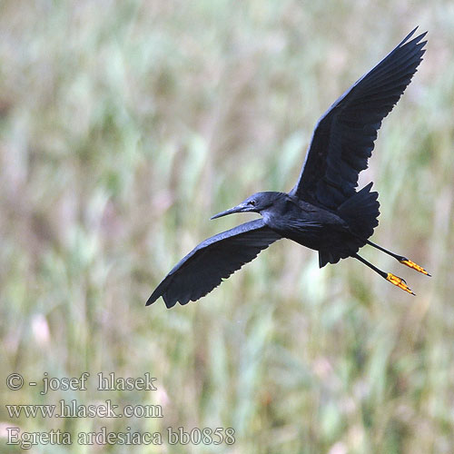 Varjostajahaikara Aigrette ardoisée Airone nero クロコサギ Zwarte Reiger Czapla czarna Garça-preta Зонтичная цапля Svarthäger Volavka čierna Skyggehegre Kara Balıkçıl Swartreier iKuwela Kulasitara Črna čaplja שחורה כליל Egretta ardesiaca Hydranassa Melanophoyx Black Heron Volavka černá Glockenreiher Skyggehejre Garceta Azabache