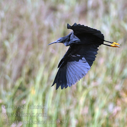 Egretta ardesiaca bb0859