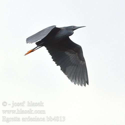 Egretta ardesiaca bb4813