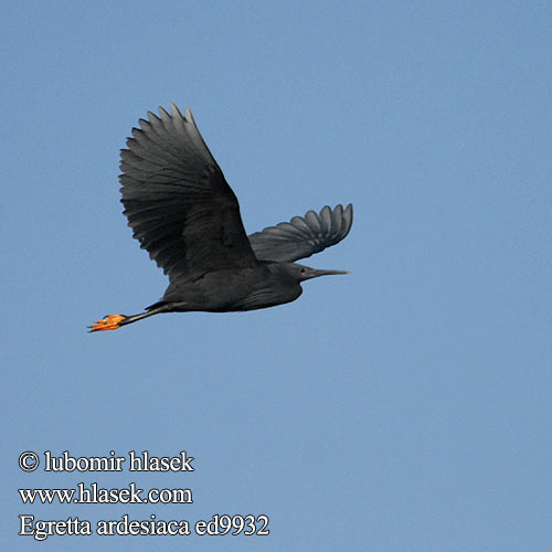 Egretta ardesiaca ed9932