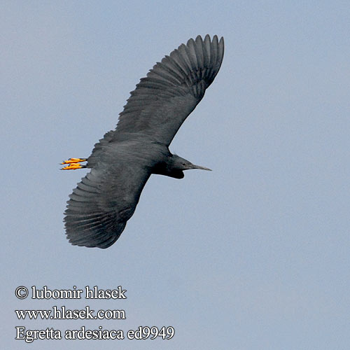 Black Heron Volavka černá Glockenreiher Skyggehejre Garceta Azabache Varjostajahaikara Aigrette ardoisée Airone nero クロコサギ Zwarte Reiger Czapla czarna Garça-preta Зонтичная цапля Svarthäger Volavka čierna Skyggehegre Kara Balıkçıl Swartreier iKuwela Kulasitara Črna čaplja שחורה כליל Egretta ardesiaca Hydranassa Melanophoyx