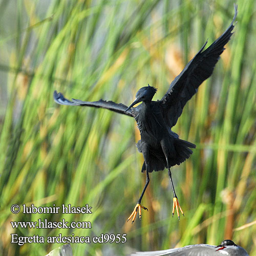 Glockenreiher Skyggehejre Garceta Azabache Varjostajahaikara Aigrette ardoisée Airone nero クロコサギ Zwarte Reiger Czapla czarna Garça-preta Зонтичная цапля Svarthäger Volavka čierna Skyggehegre Kara Balıkçıl Swartreier iKuwela Kulasitara Črna čaplja שחורה כליל Egretta ardesiaca Hydranassa Melanophoyx Black Heron Volavka černá