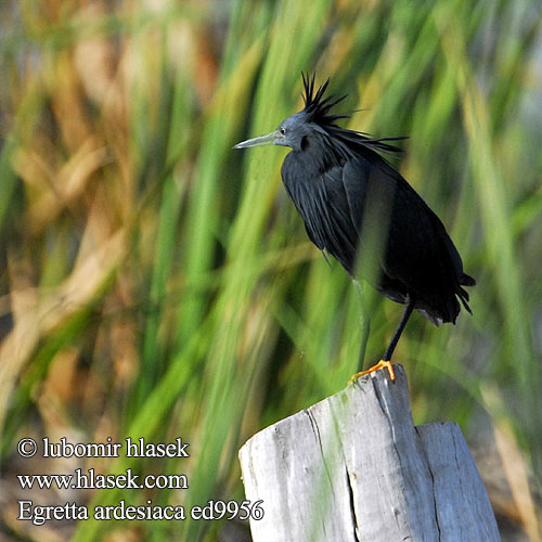 Garceta Azabache Varjostajahaikara Aigrette ardoisée Airone nero クロコサギ Zwarte Reiger Czapla czarna Garça-preta Зонтичная цапля Svarthäger Volavka čierna Skyggehegre Kara Balıkçıl Swartreier iKuwela Kulasitara Črna čaplja שחורה כליל Egretta ardesiaca Hydranassa Melanophoyx Black Heron Volavka černá Glockenreiher Skyggehejre