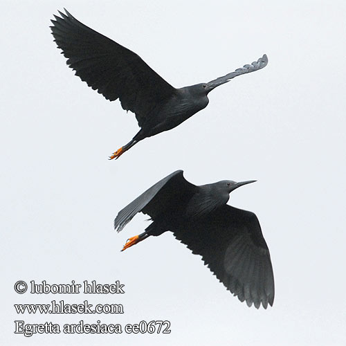 Egretta ardesiaca ee0672