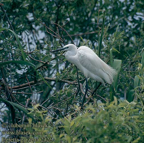 Egretta garzetta Garceta Común volavka stříbřitá Mala bela