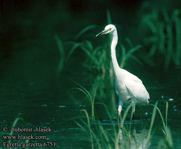 Egretta garzetta volavka stříbřitá Mala bela čaplja czapla nadobna