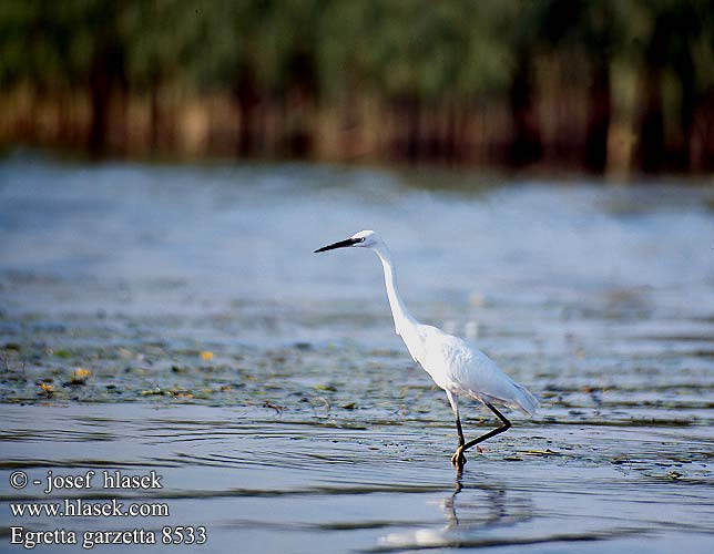 Egretta garzetta Silkeshäger Silkehejre Kleine Zilverreiger