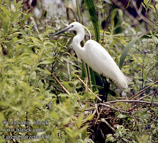 Egretta garzetta 8931