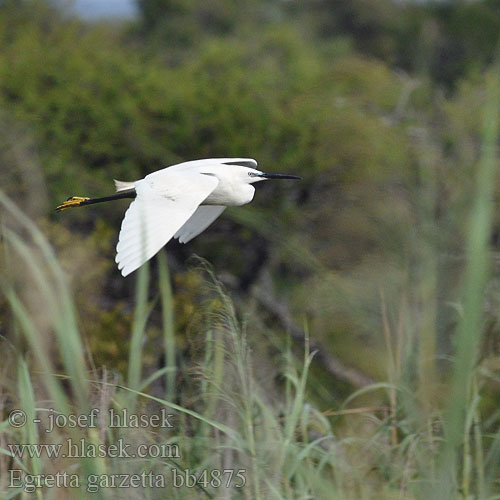 Egretta garzetta bb4875