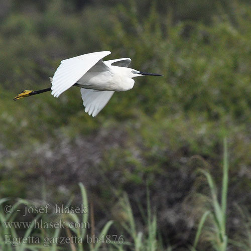 Egretta garzetta bb4876