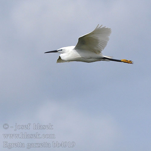 Egretta garzetta bb4919