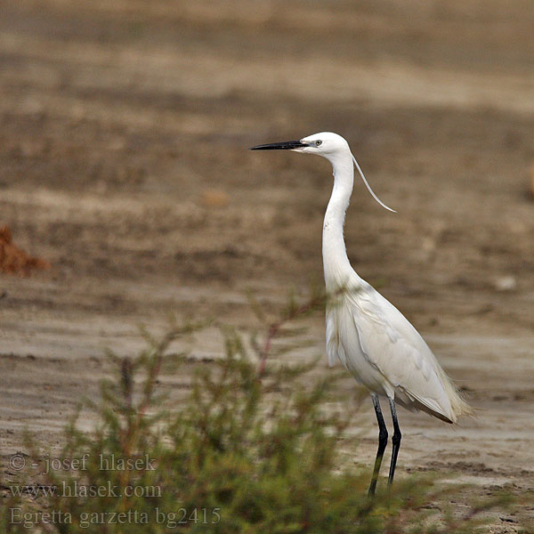 Egretta garzetta bg2415