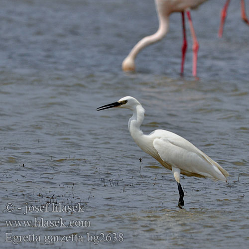 Egretta garzetta bg2638