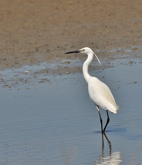 Egretta garzetta Little Egret