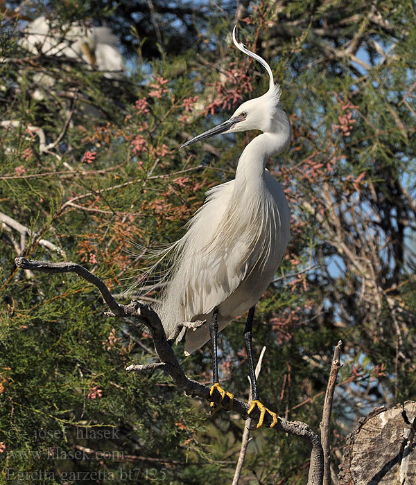 Egretta garzetta Seidenreiher