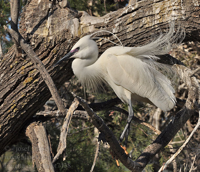 Egretta garzetta Aigrette garzette