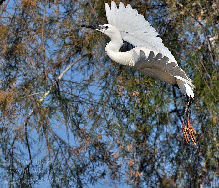 Egretta garzetta Garceta Común