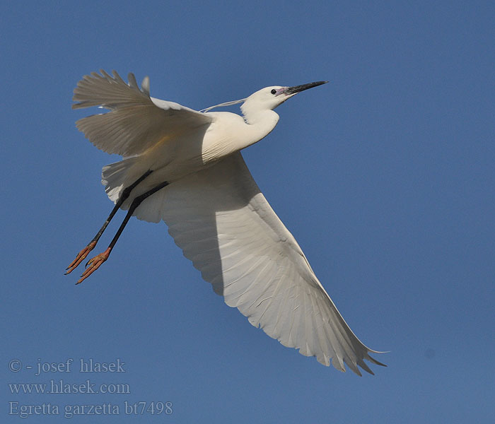 Egretta garzetta bt7498