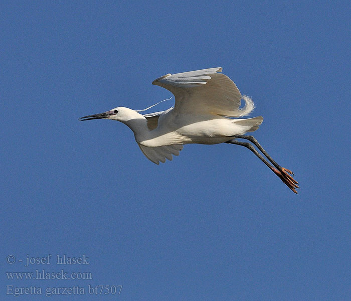 Egretta garzetta bt7507