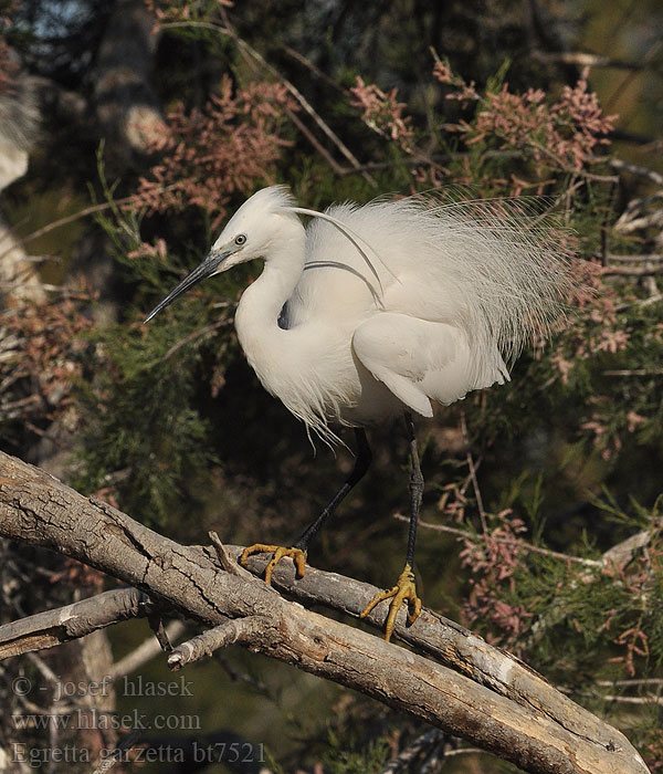 Egretta garzetta Czapla nadobna