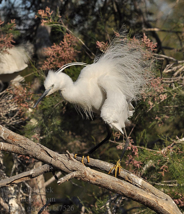 Egretta garzetta Kiskocsag