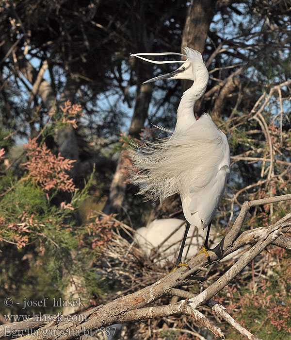 Egretta garzetta Silkeshäger