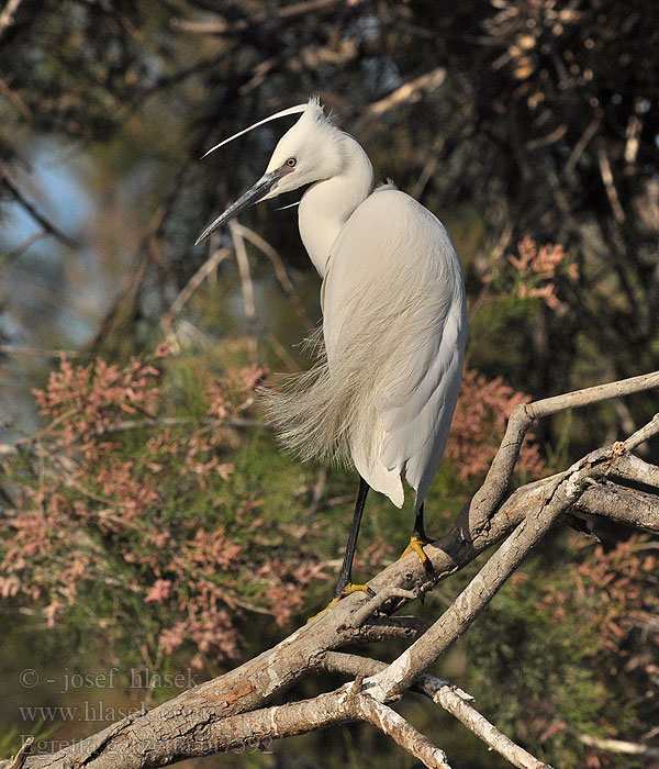 Egretta garzetta Silkehejre