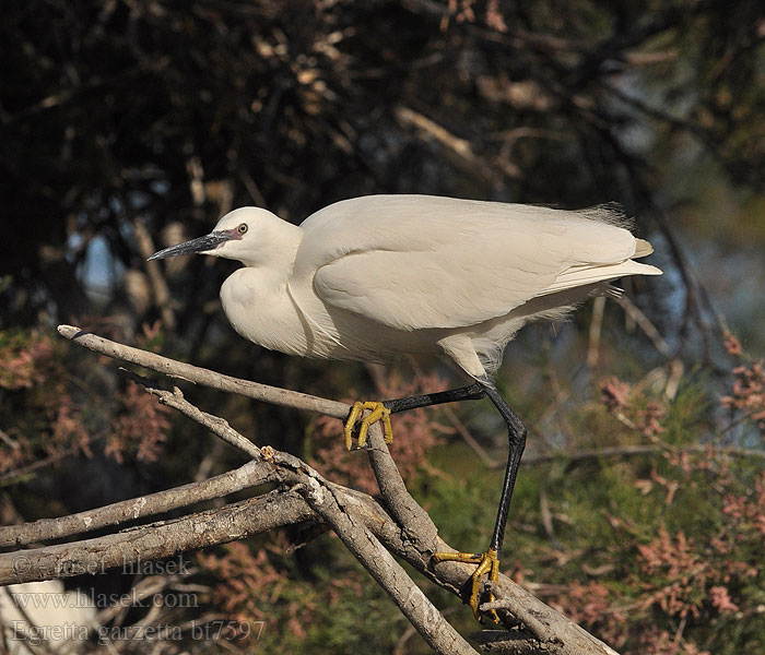 Egretta garzetta Kleine Zilverreiger