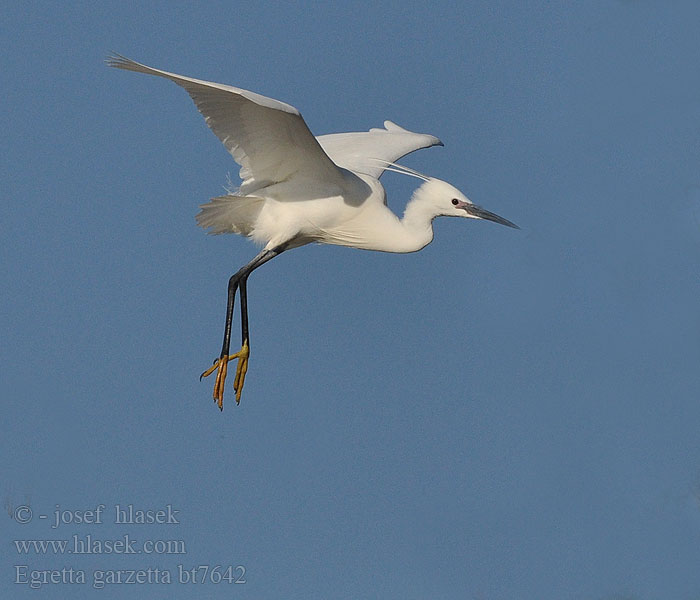 Egretta garzetta Silkkihaikara