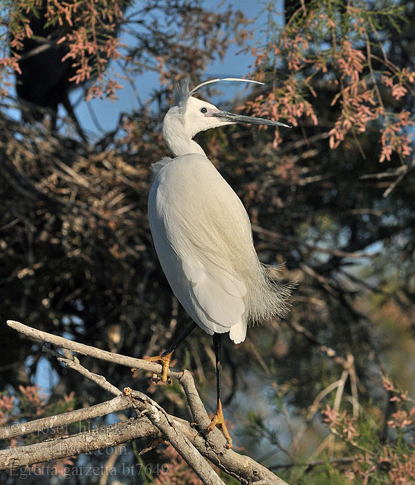 Egretta garzetta Garzetta Silkehegre